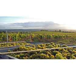 English Vineyard Tour  Wine Tasting & Lunch for Two