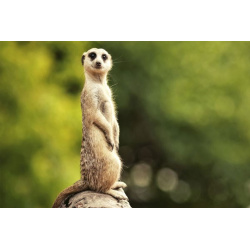 Meerkat Encounter at Knowsley Safari Park